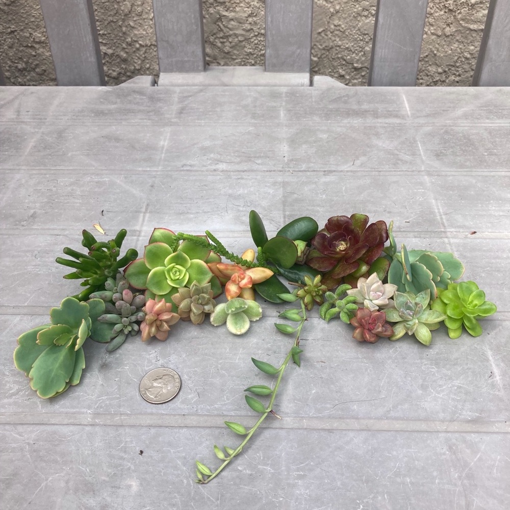 jmiller357 succulents